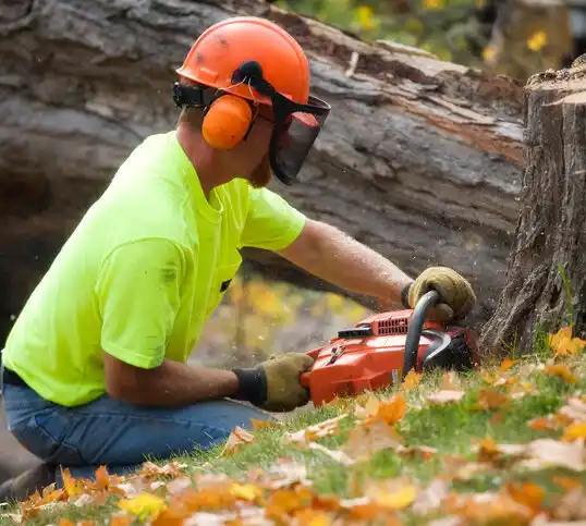 tree services Ranchos de Taos